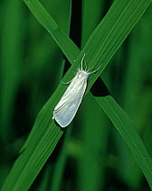 South American white stem borer (Rupela albinella) moth on rice leaf crop, Colombia, South America.