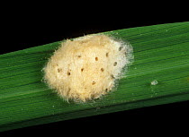 South American white stem borer (Rupela albinella) eggs on a rice leaf, Colombia, South America.