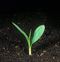 Maize / Corn (Zea mays) seedling with coleoptile/spike and developing leaves.