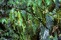 Damage caused by Coffee leaf miner (Leucoptera coffeella) on Arabica coffee (Coffea arabica) leaves, Colombia, South America.