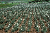 Rows of flowering crop of Pyrethrum (Chrysanthemum cinerariifolium) used as a natural insecticide, Kenya, Africa.