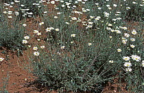 Flowering crop of Pyrethrum (Chrysanthemum  cinerariifolium) used as a natural insecticide, Kenya, Africa.