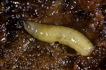 Mediterranean fruit fly / Medfly (Ceratitis capitata) fly larva in rotting fruit.