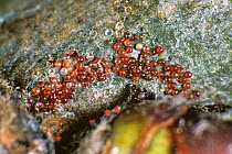 Photomicrograph of Red spider mite (Panonychus ulmi) eggs on apple wood.