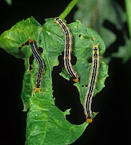 Cotton leafworm (Alabama argillacea) caterpillar pests on a damaged cotton leaf, USA.