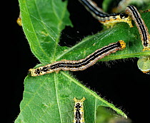 Cotton leafworm (Alabama argillacea) caterpillars on damaged cotton leaf, USA.