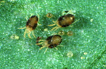 Photomicrograph of Two-spotted spider mites / Red spider mites (Tetranychus urticae), females with eggs on leaf surface.
