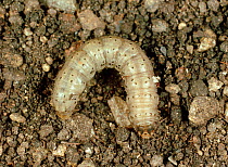 Turnip cutworm (Agrotis segetum) caterpillar.