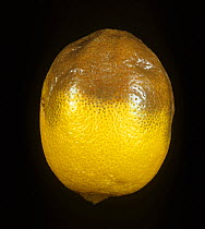 Stem end rot (Lasiodiplodia theobromae) on stored lemon (Citrus limon) fruit crop.