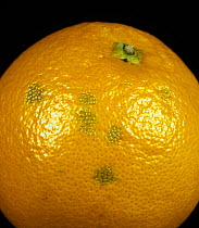 Olleocellosis / Green spot, a physiological rind disorder causing blemishes in orange peel after rupture of the peel oil glands causing a toxic reaction in the pericarp cells.