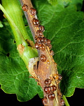 Brown scale / European fruit lecanium (Parthenolecanium corni) insect infestation on a grapevine, England, UK.