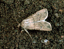 Turnip cutworm (Agrotis segetum) moth, pale grey form, on soil.