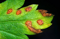 Leaf spot (Septoria apiicola) lesions on flat leaf of Continental parsley (Petroselinum crispum).