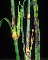 Dianthus leaf spot (Septoria dianthi) fungus  infection on stem and leaves of Ornamental pink carnation (Dianthus spp.).