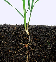 Wheat (Triticum aestivum) plant growth stage 21 with long sub-crown internode with deep planted seed.