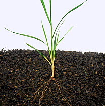 Wheat (Triticum aestivum) plant growth stage 21 with no sub-crown internode, shallow cultivation regime.