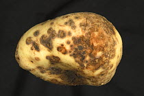 Powdery scab (Spongospora subterranea f.sp. subterranea) lesions of a cercozoan disease on a washed Potato (Solanum tuberosum) tuber.
