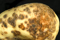 Powdery scab (Spongospora subterranea f.sp. subterranea) lesions of a cercozoan disease on a washed Potato (Solanum tuberosum) tuber.