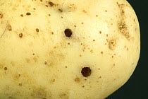Holes in the surface of a Potato (Solanum tuberosum) tuber caused by slugs feeding on the fleshy interior of the crop.