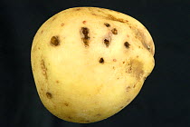 Feeding holes caused by Wireworms (Agriotes sp.) feeding on and in a potato (Solanum tuberosum) crop tuber.