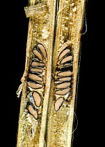 Stem rot (Sclerotinia sclerotiorum) sclerotia shown in a sectioned stem of Chilli pepper (Capsicum annuum), Thailand, South East Asia.
