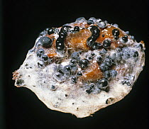 Fruit rot (Botryotinia fuckeliana), sclerotia and mycelium on rotting Gooseberry fruit ( Ribes uva-crispa).