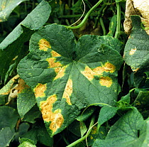 Downy mildew (Pseudoperonospora cubensis), a water mould, causing lesions on the leaf of a Cucumber plant (Cucumis sp.), Greece, Europe.