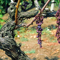 Esca disease (Apoplexy) symptoms caused by several fungal pathogens and affecting the stem and fruit of grapevines, Thessaloniki, Greece, Europe.