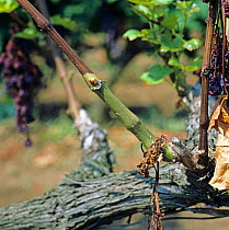 Esca disease (Apoplexy) symptoms caused by several fungal pathogens and affecting the stem and fruit of grapevines, Thessaloniki, Greece, Europe.