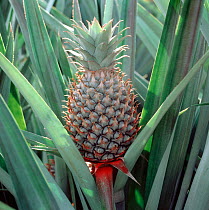Young developing Pineapple (Ananas comosus) with red, grey-green fruit among spiny leaves in a large plantation, Thailand, South East Asia.