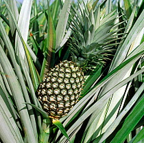 Mature Pineapple (Ananas comosus) fruit among spiny leaves in a large plantation, ready for harvesting, Thailand, South East Asia.