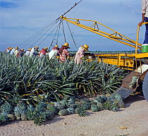 Women with heavy clothing harvesting mature Pineapple (Ananas comosus) crop from spiny hard plants, Thailand, South East Asia.