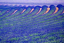 Lavender (Lavandula sp) field, Valensole plateau,South of France. June.