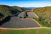 Lavender (Lavandula sp) fields, aerial view, near Greoux-les-Bains, South of France. June.