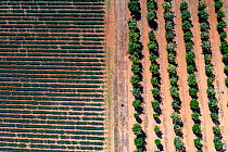 Lavender (Lavandula sp) fields and tree plantation, aerial view, Valensole plateau, South of France. June.