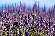 Lavender (Lavandula sp) field and snails (Xeropicta derbentina), Valensole plateau, South of France. June.