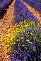Lavender (Lavandula sp) field and Corn marigold (Glebionis segetum) flowers, Valensole plateau, South of France. June.