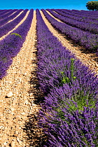 Lavender (Lavandula sp) field and bees flying, Valensole plateau, South of France. June.
