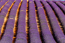 Lavender (Lavandula sp) fields, Valensole plateau, South of France. June
