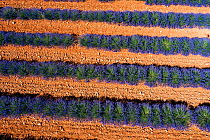 Lavender (Lavandula sp) field, aerial view, Valensole plateau, South of France. June.