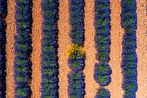 Lavender (Lavandula sp) field and Corn marigold (Glebionis segetum) flowers, aerial view, Valensole plateau, South of France. June.