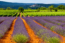 Lavender (Lavandula sp) fields and grape vines, around Bonnieux, Vaucluse, France. June.