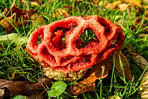 Fruiting body of Red cage fungus (Clathrus ruber) in Normandy, France. November.