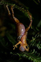 Two male Darjeeling bush frogs (Raorchestes annandalii) fighting over territory, Kalimpong, West Bengal, India.