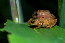 Pair of Darjeeling bush frogs (Raorchestes annandalii) in amplexus, Kalimpong, West Bengal, India.