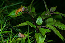 Two male Darjeeling bush frog (Raorchestes annandalii) croaking at night to warn off intruders to their territory, Kalimpong, West Bengal, India.