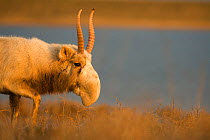 Male Saiga antelope (Saiga tatarica) in winter, &#39;The Black Lands&#39; National Park, Kalmykia, Russia.