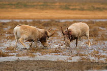 Male Saiga antelope (Saiga tatarica) rutting in winter, &#39;The Black Lands&#39; National Park, Kalmykia, Russia.