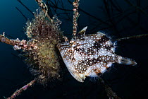 Female Whitespotted pygmy filefish (Rudarius ercodes) tending to a clutch of eggs deposited on a cluster of bryozoans growing on the branches of a dead tree, Japan, Pacific Ocean.