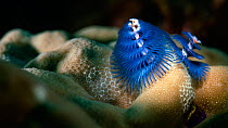 Feathery prostomial palps (mouth appendages) of Christmas tree worm (Spirobranchus giganteus), Japan, Pacific Ocean.